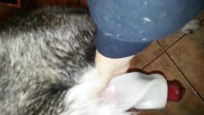 Brazilian Babe Milks Mega Python
