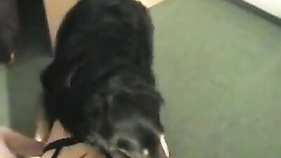 Brunette horsetail and doggie cock