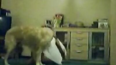 anal fuck