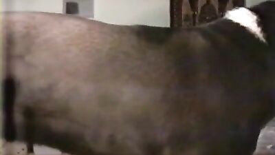 Team Russia, Dog Fuck and Suck