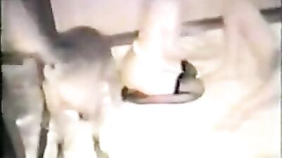 DICK-HUNGRY SLUTS & PUPPIES