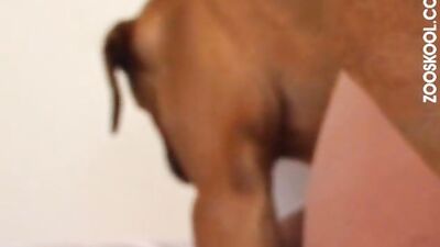 HORSE LICKING MY DICK
