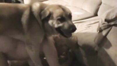TAKE HUGE DOG TOY DEEP IN PUSSY