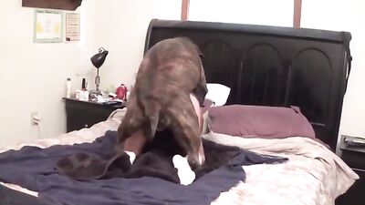 video bestiality