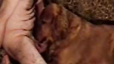 teasing my dog