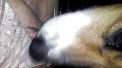 brazilian blowing a big dog dick