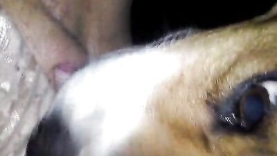 brazilian blowing a big dog dick