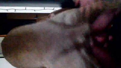 wild dog