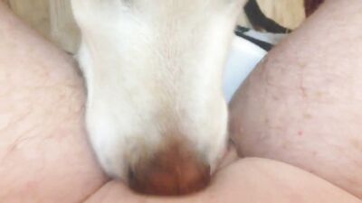 Blonde shared dog and man Anal Threesome