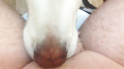 Blonde shared dog and man Anal Threesome