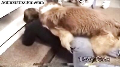 teen suck dog