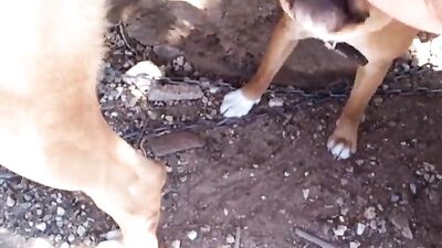 Wild dog rapes brunete on snow Henati 3D