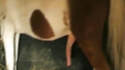 Yasmin Team Pig Sex