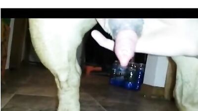 homemade couple dogsex