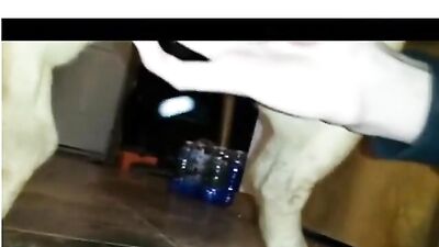 homemade couple dogsex