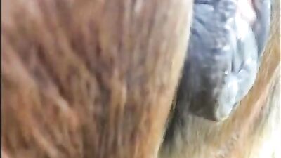 Vixen dog mix