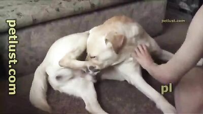 K9 Cuffs Cum