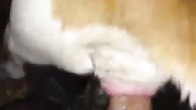 huge horse cock cums inside pussy