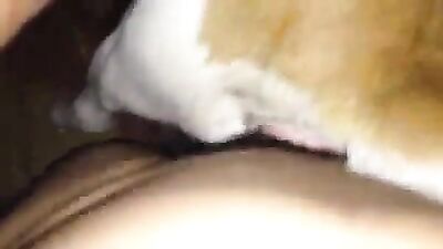 huge horse cock cums inside pussy