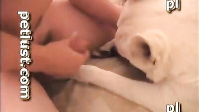 Horny Bulldog