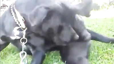 Masturbating Girl & Eager Cam Dog Intimacy