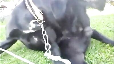 Masturbating Girl & Eager Cam Dog Intimacy
