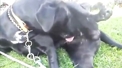 Masturbating Girl & Eager Cam Dog Intimacy