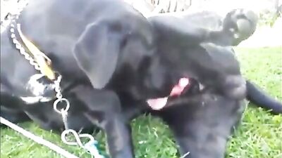 Masturbating Girl & Eager Cam Dog Intimacy