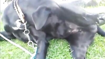 Masturbating Girl & Eager Cam Dog Intimacy