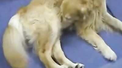 Paw-some Woman Gets Knotty Doggy Style Cock Worship