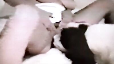 Beogradski Staford 2 cuties and big dog