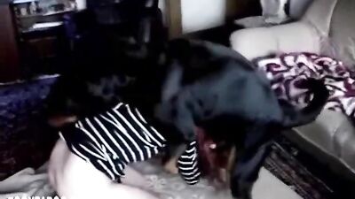 Webcam Dogshow