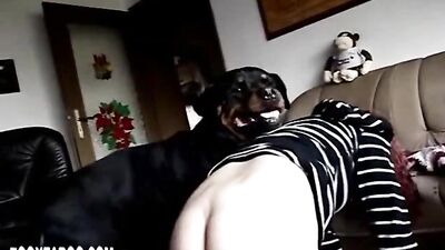 Webcam Dogshow