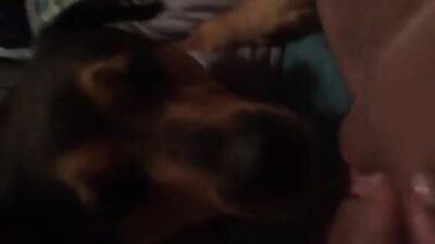 milking dog cock
