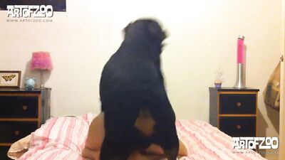 my horny dog