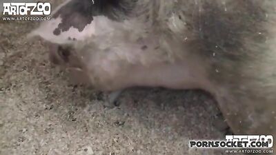 Doggies Desperate Doll Gets Face Fucked