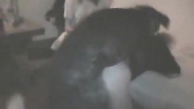 dog cock in sweet pussy