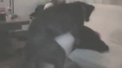 dog cock in sweet pussy
