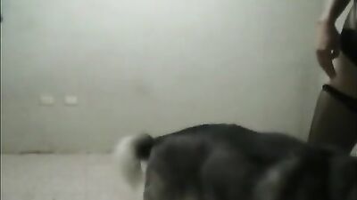 little fox ridden by dog