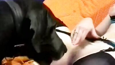 Webcam - Angel dog brush