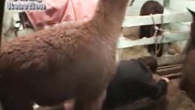 Bitch Gets Face Fucked By Hung Hounds Huge Cock