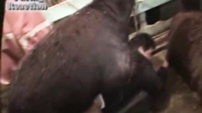 Bitch Gets Face Fucked By Hung Hounds Huge Cock