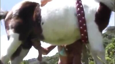 horsesexwhores5