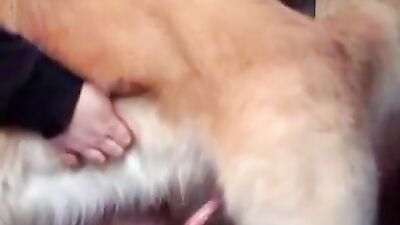 good girl good dog lover