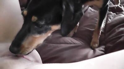 sexy latina with his dog on webcam_