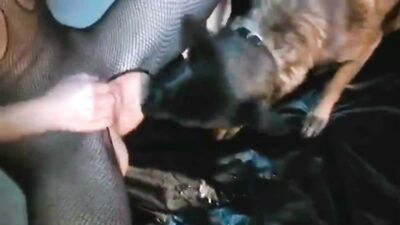 giselle anal sex dog - Zoophilia Videos