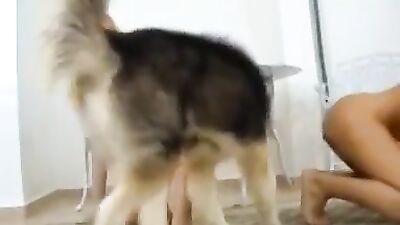 BFI - No Dog Like My Dog