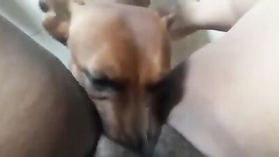 Horny milf gets a good lick from your good boy