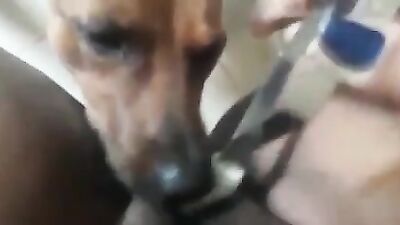 Horny milf gets a good lick from your good boy