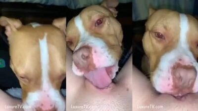 Dog lick beautiful pink pussy